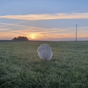 chien spits nain levé de soleil