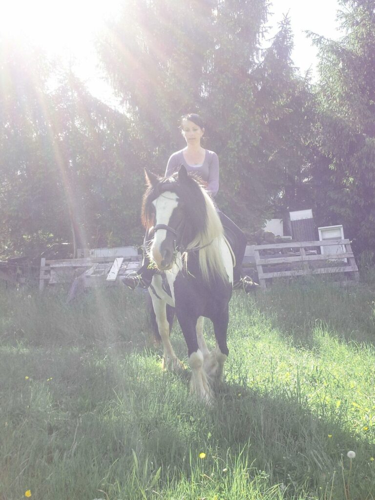 cheval irish cob