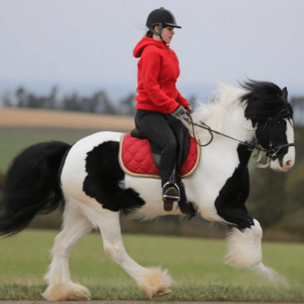 cheval irish cob